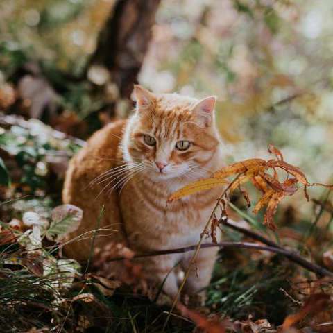 Il gatto Garfield