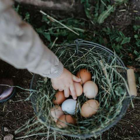 Frische Eier von unseren Hühnern