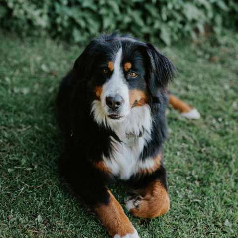 La cagnolina Selly