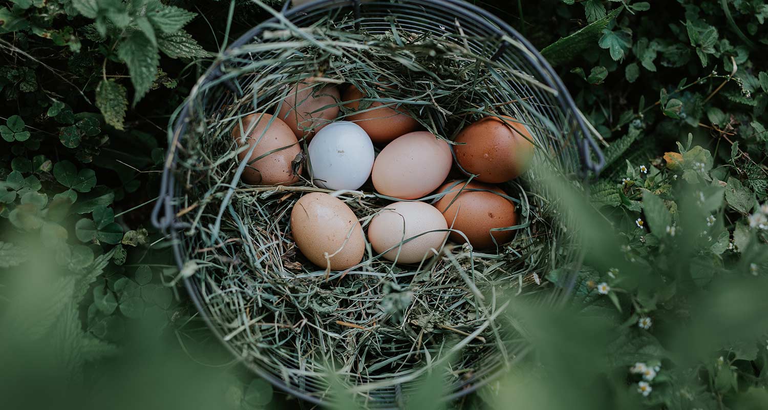 Eier vom Bauernhof