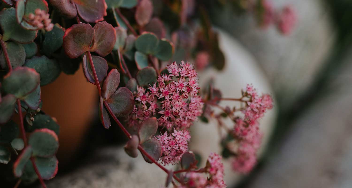 Sedum telephium