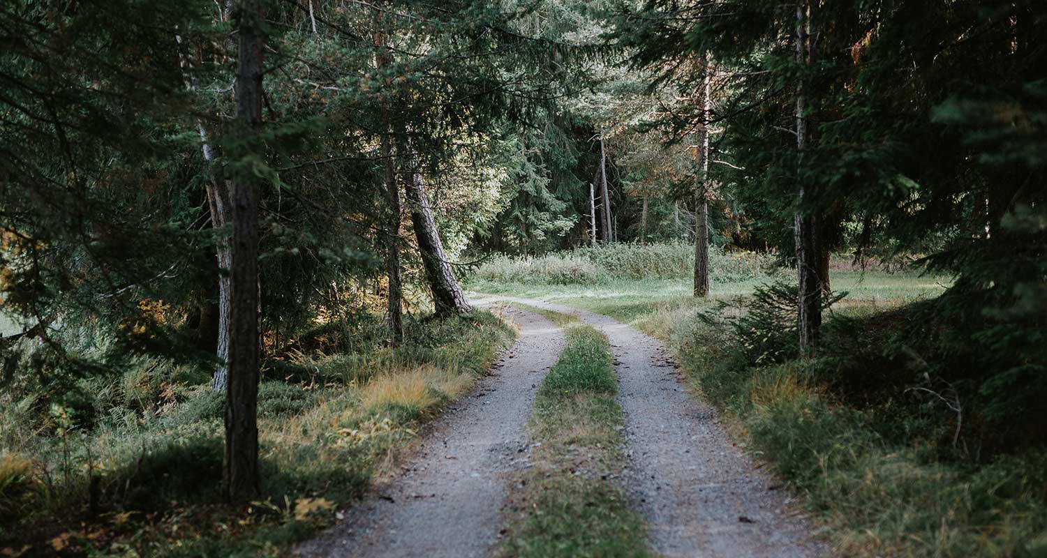 Sentiero nel bosco per la nostra malga