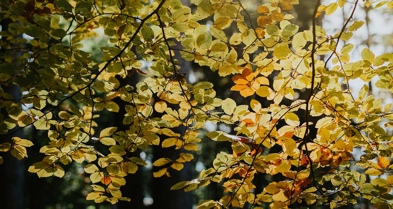 Herbstfärbung in Hafling